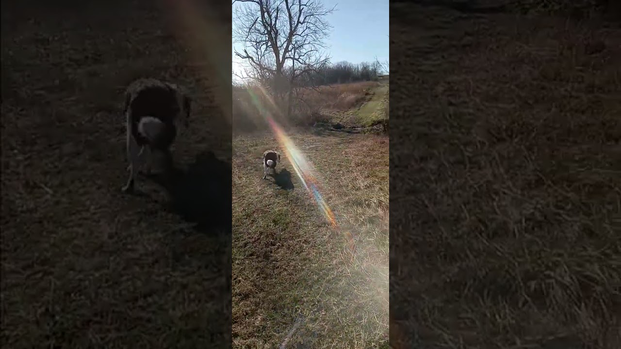 Border Collie  Miss Molly tracking deer ( gotta look hard)!