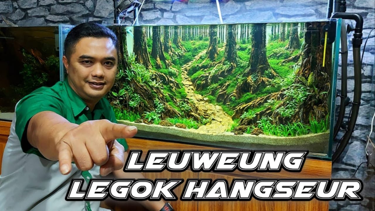 #Planting aquascape jungle tank 90 ( Leuweung Legok Hangseur)