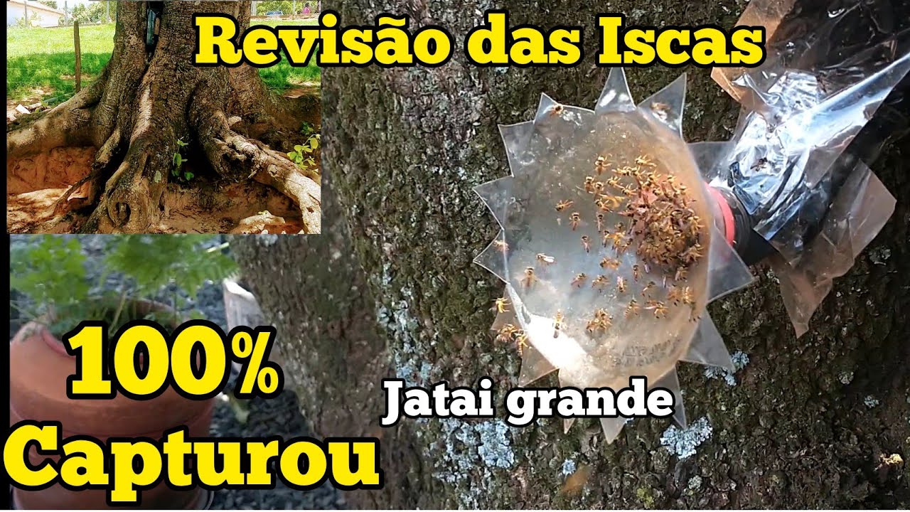 MUITAS CAPTURAS DE ABELHA JATAI NO SITIO...