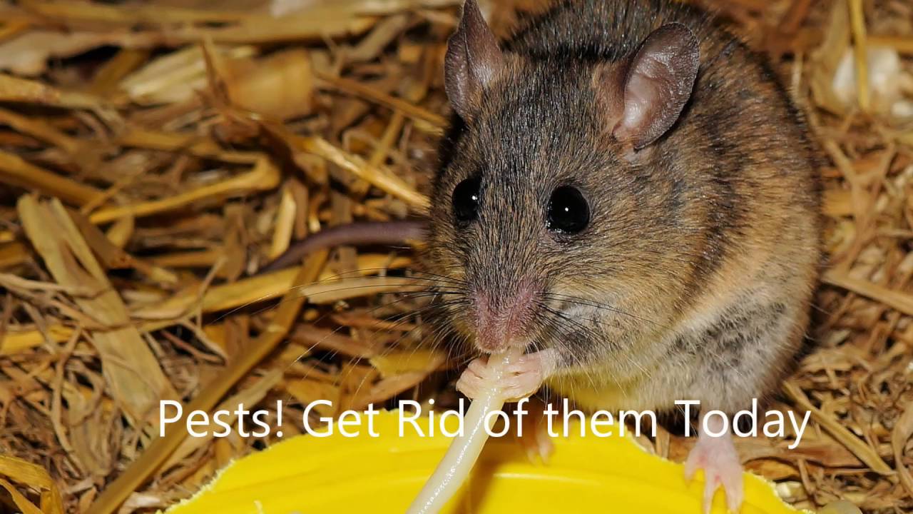 Bees & Pest Removal Introduction Video