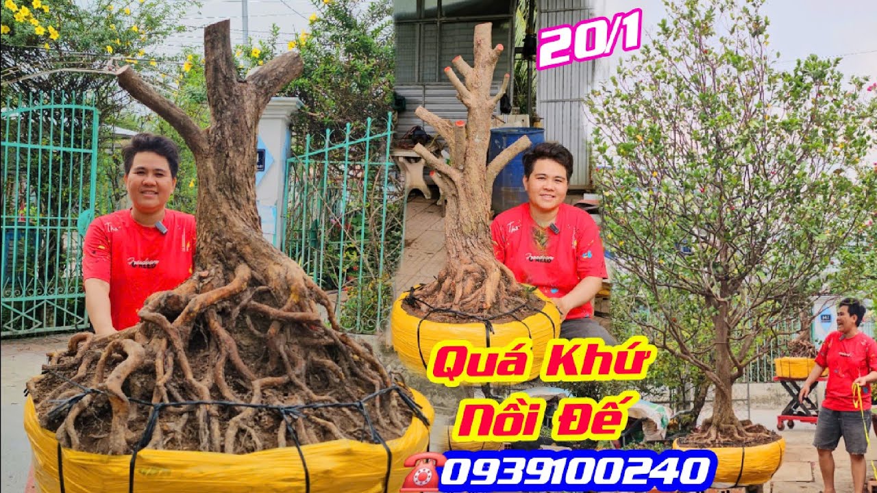#0939100240, Chào Bán 20/1, Phôi Mai Tứ Quý Khủng Đế Quá Vip, Mai Tứ Quý Rin Tàng Đẹp #CSCầnThơ