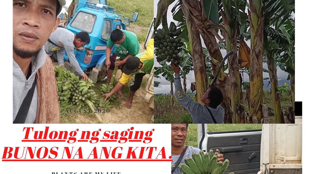 Harvest ng SAGING  cardava o dipig. Tara Alamin natin kung anong tulong ng saging,Bunos na ang kita.