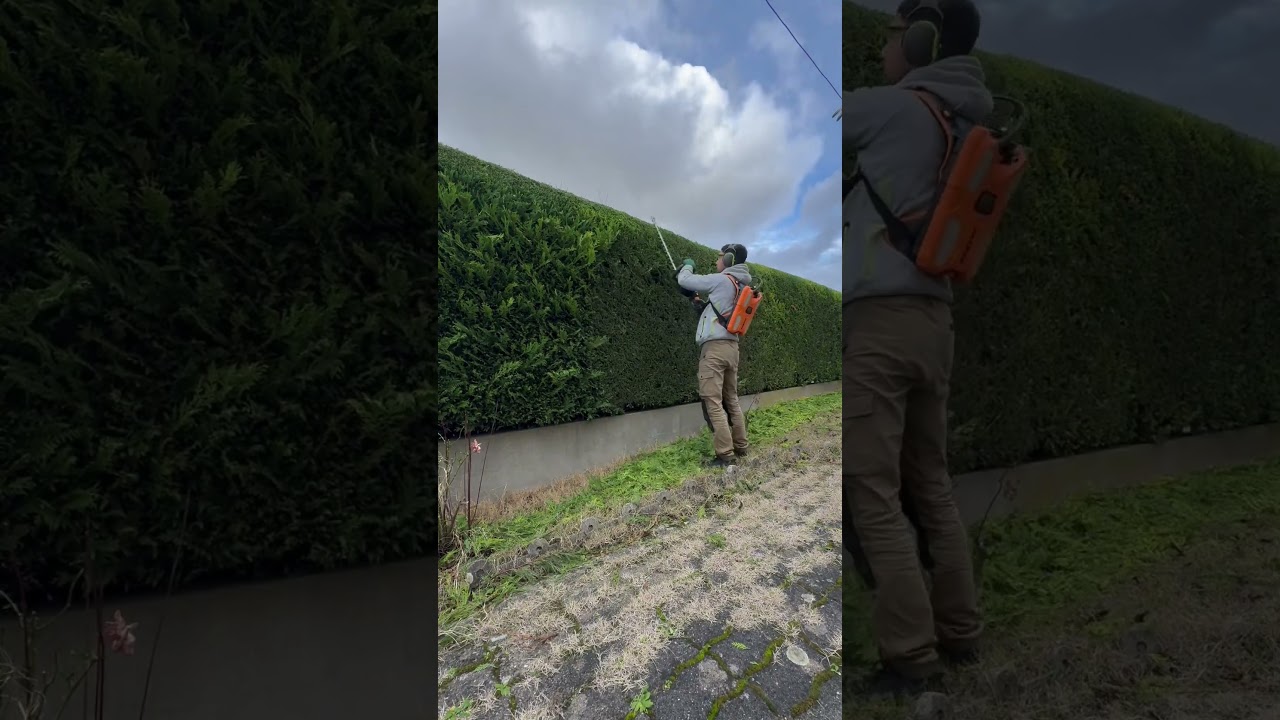 Hedge trimming with pellenc helion 3 #landscape #garden #satisfyingvideo #beautifultools #shortvideo