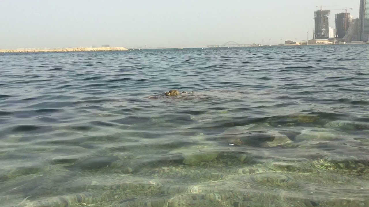 The best time in bahrain...marina beach