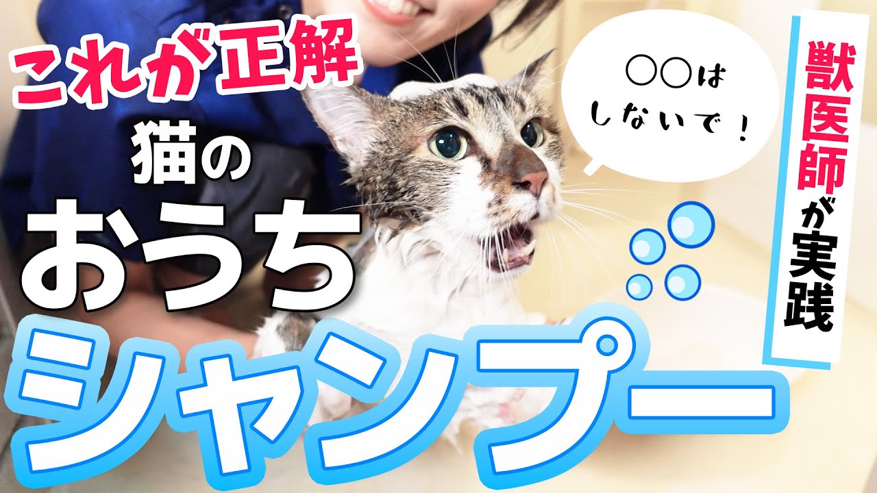 そのやり方間違ってるかも！？正しい猫のシャンプー方法を獣医師が実践しながら解説！