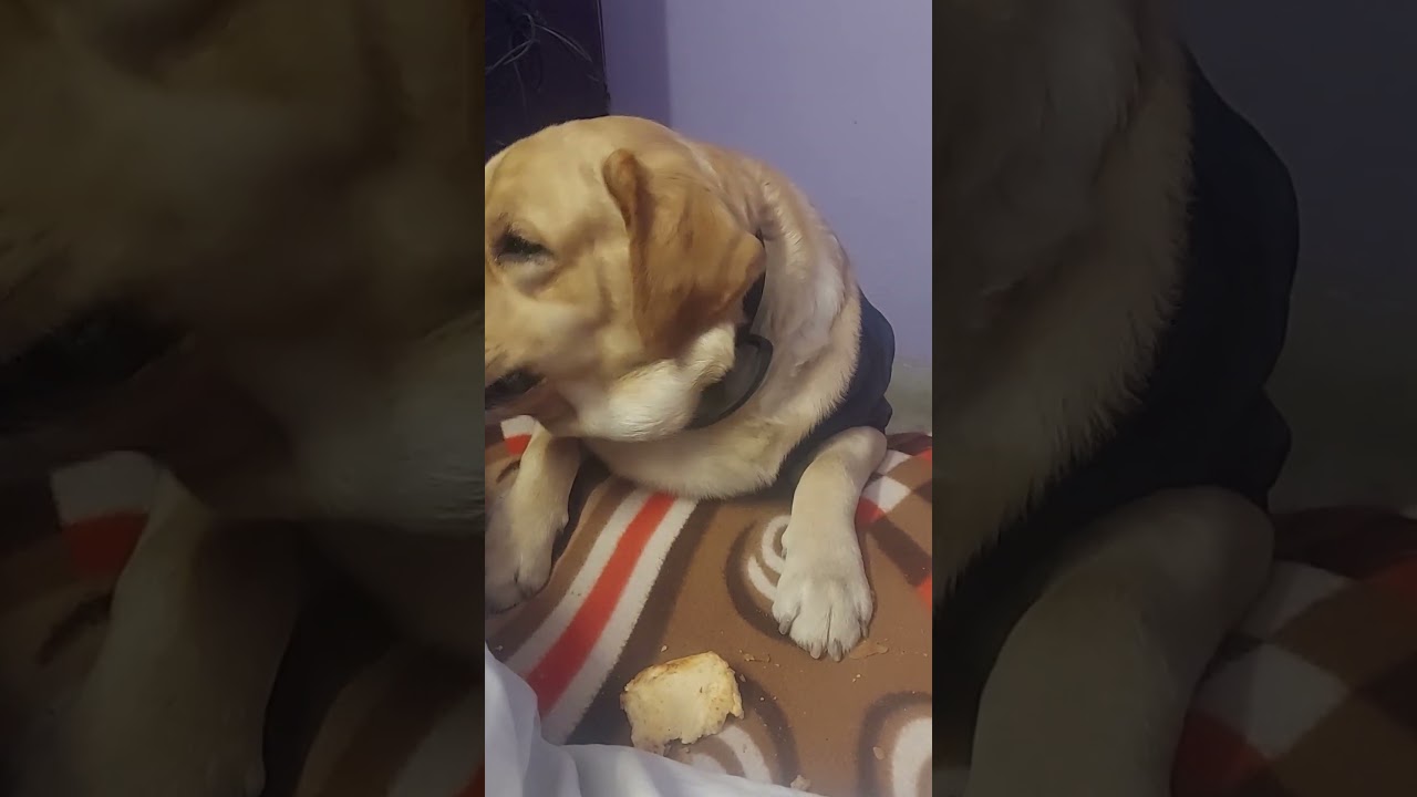 #funnydogvideos