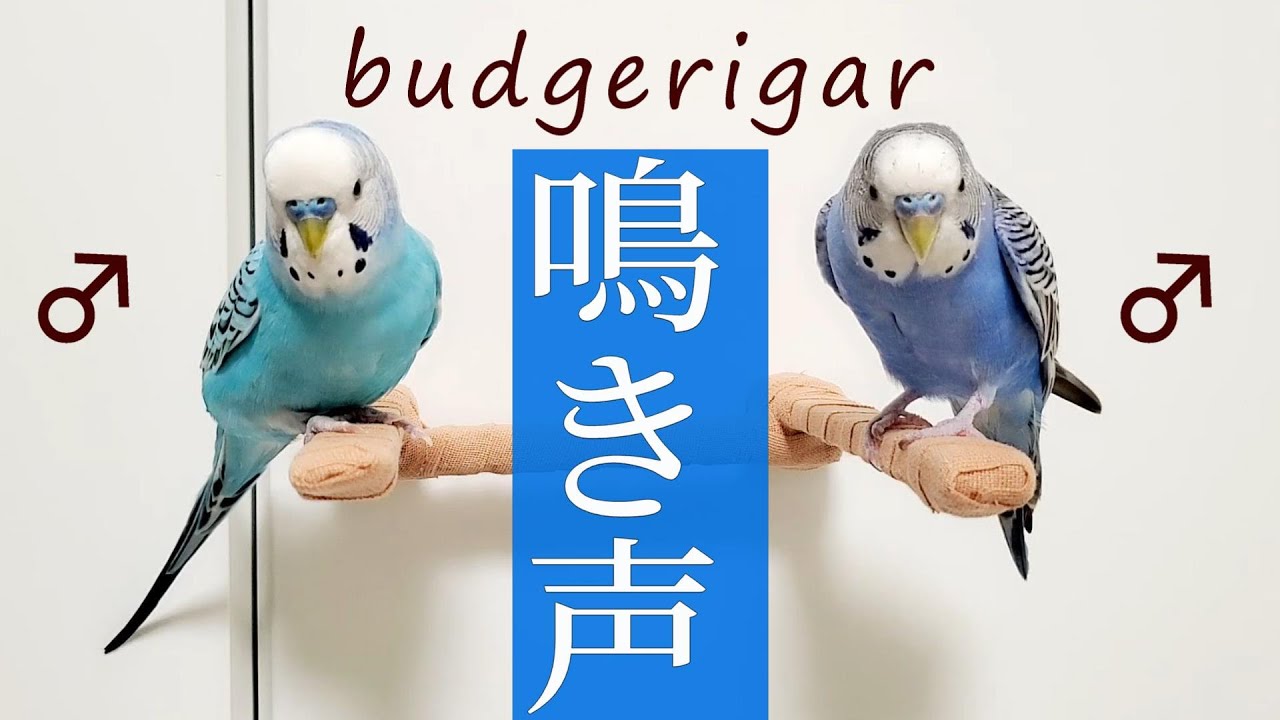 うるさいかも。インコの鳴き声呼び鳴き　鳥のさえずり  音量大　ロスト　迷子鳥　作業用 　鳴き声　budgerigar birds chirping bird call　♂