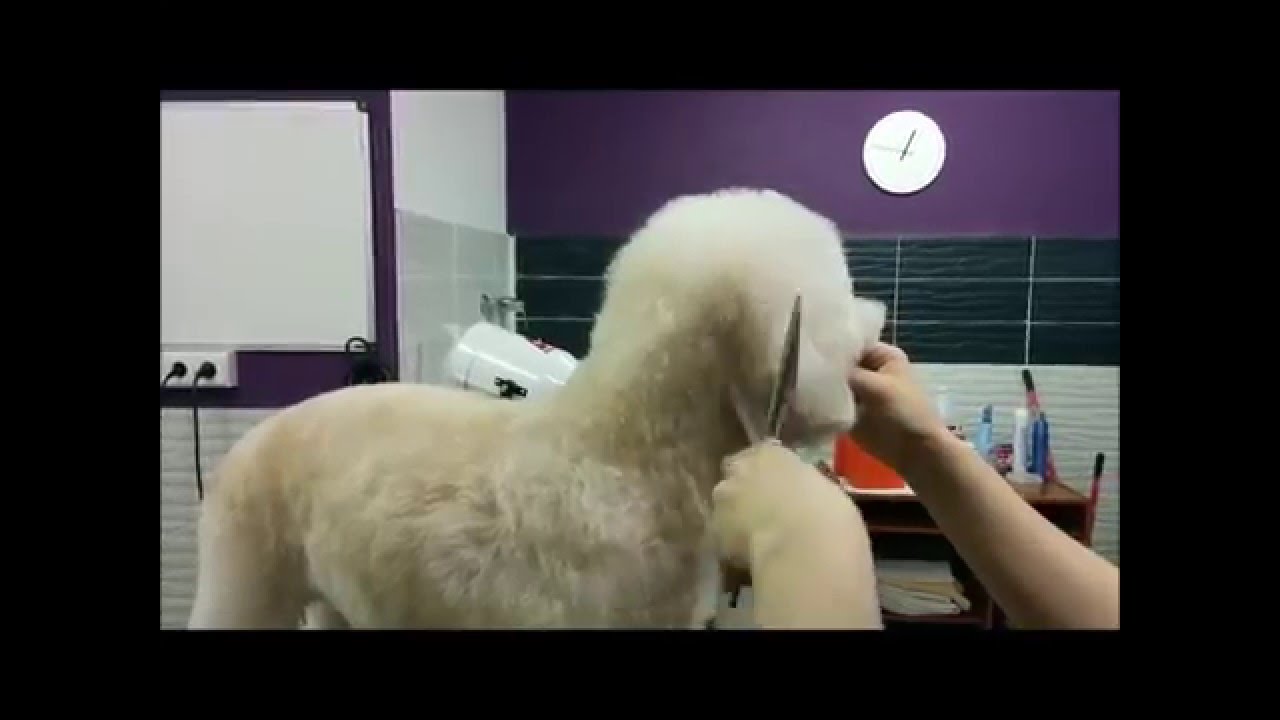 Corte cara tipo osito a tijera