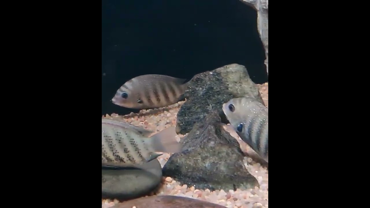 Green Chromide Cichlid