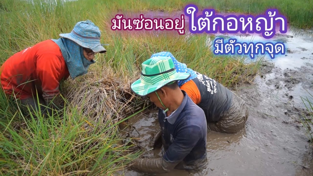 มันซ่อนอยู่ ใต้กอหญ้า มีตัวทุกจุด จับปลามือเปล่า เจอเเต่ตัวสวยๆทั้งนั้น / บ้านนอก EP.158