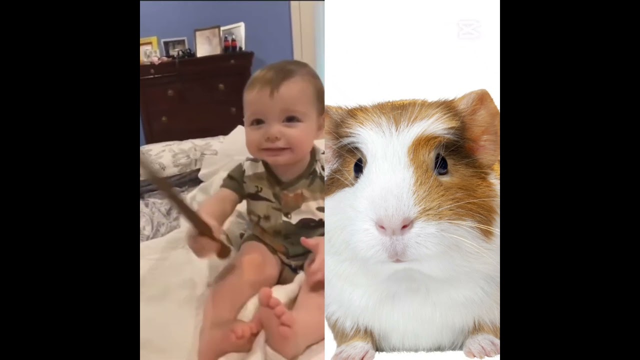 How the hell did that baby cast a spell on my Guinea pig. #fanboynation  Nooooo MY GUINEA PIG