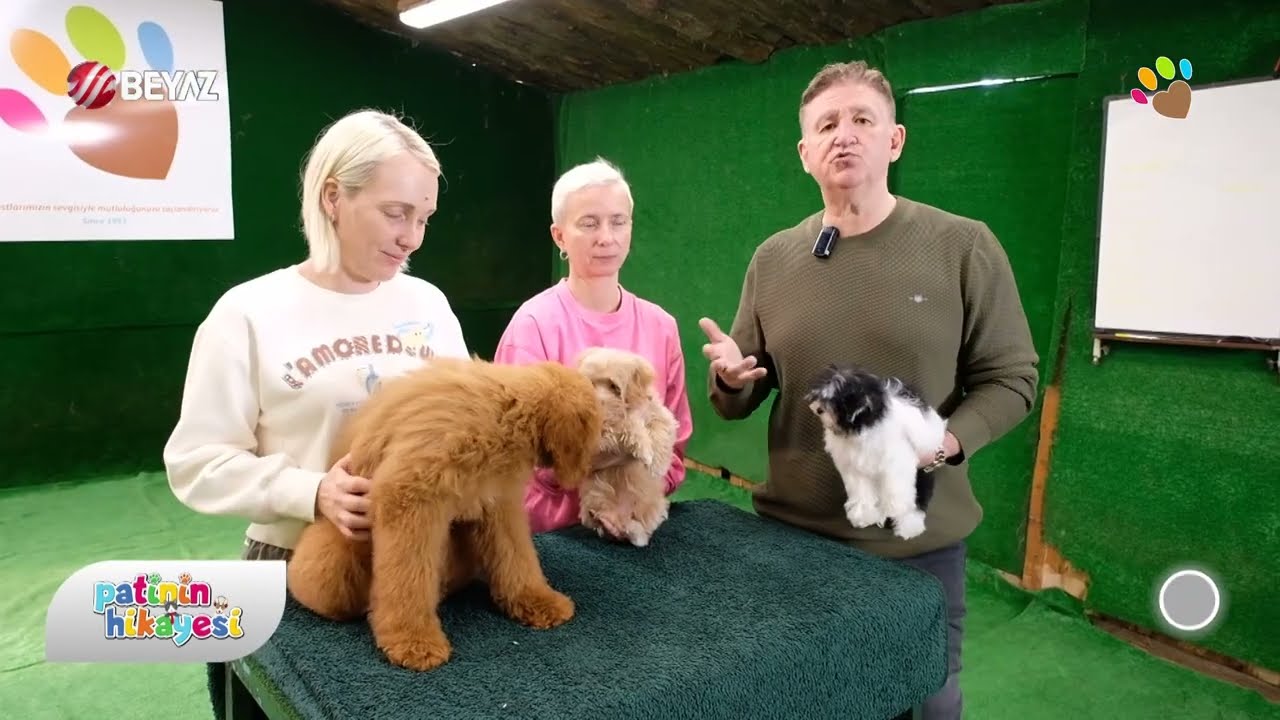 Evde beslemeye en uygun dizayn ırklar: Labradoodle, Maltipoo, Morkie