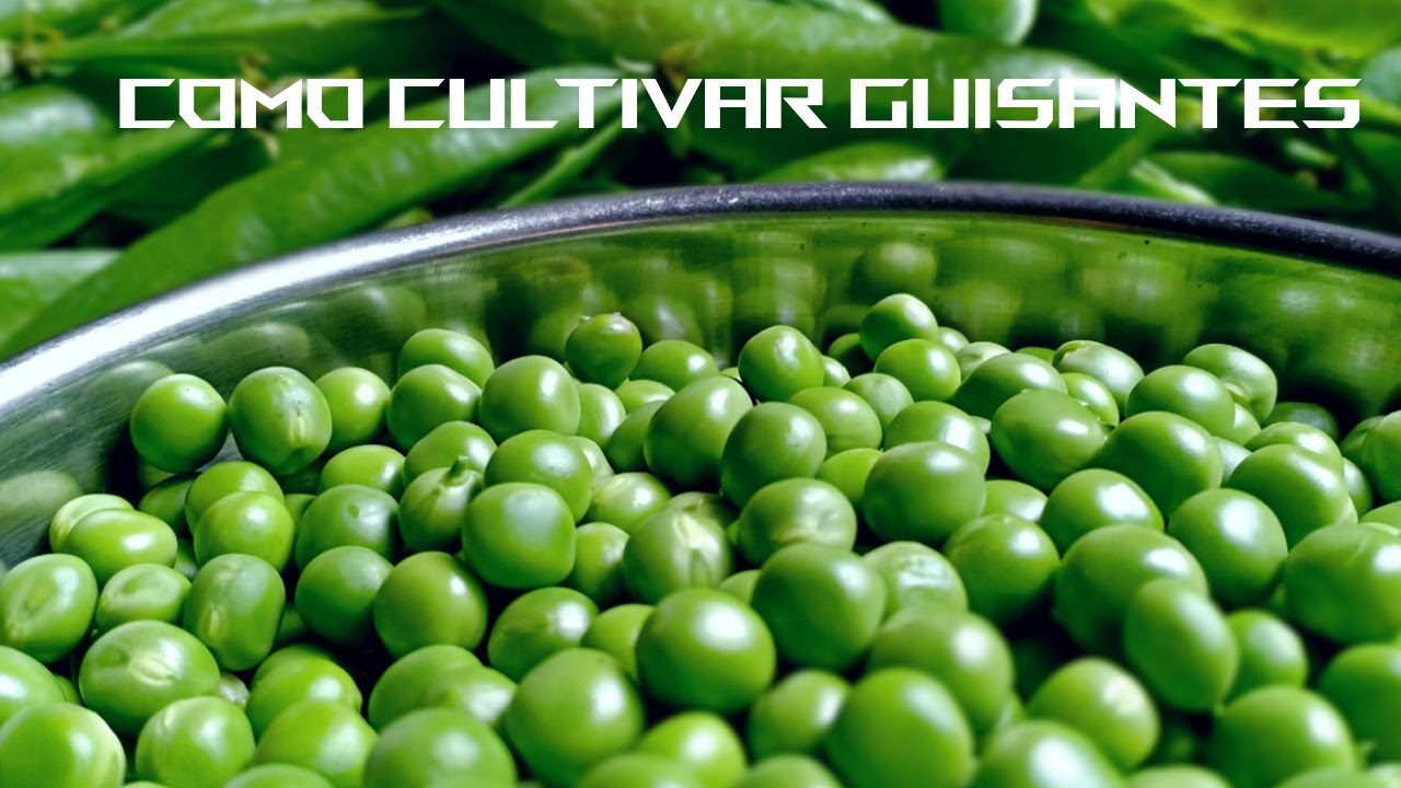 Como Cultivar guisantes en un huerto #tuhuertofacil