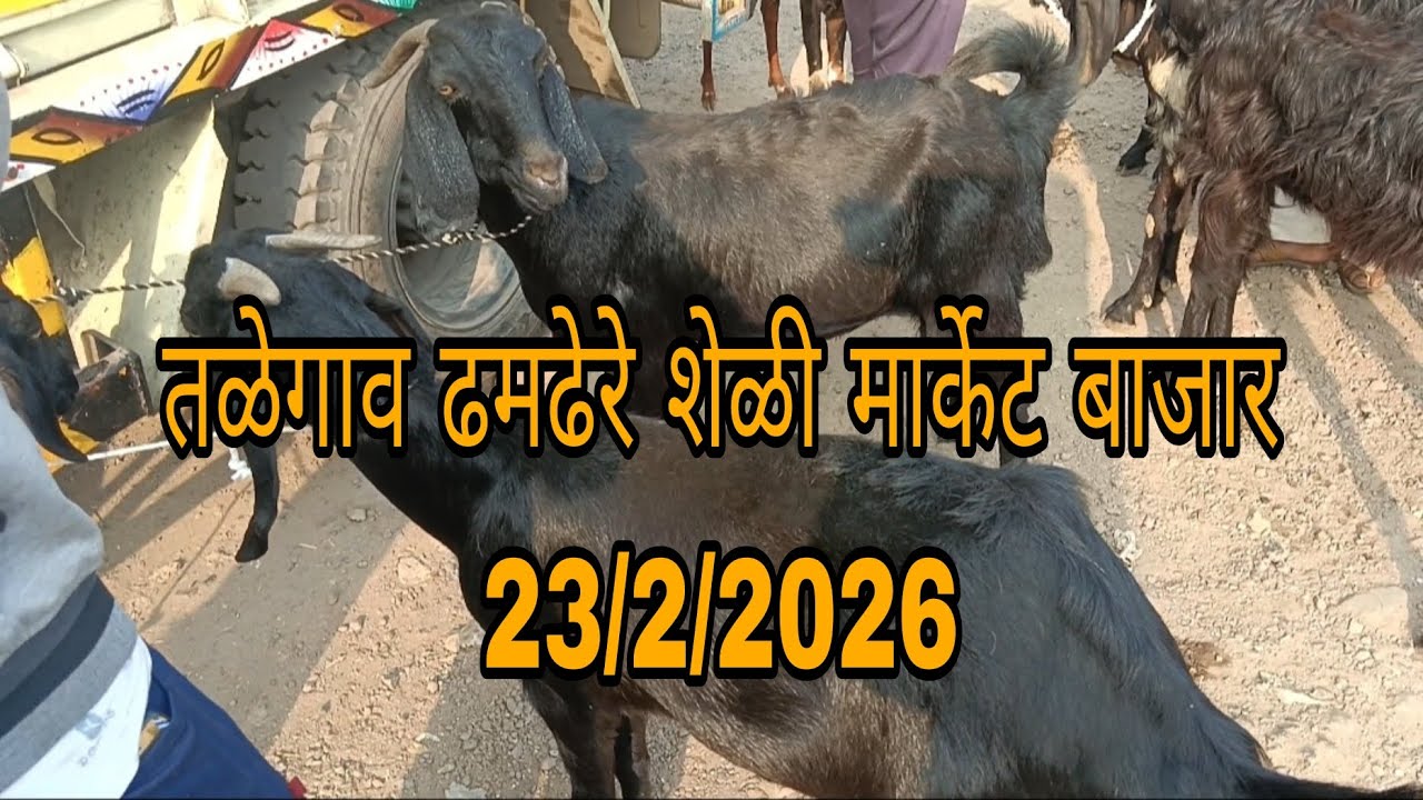 तळेगाव ढमढेरे शेळी मेंढी मार्केट बाजार #शेळीपालन #goat 