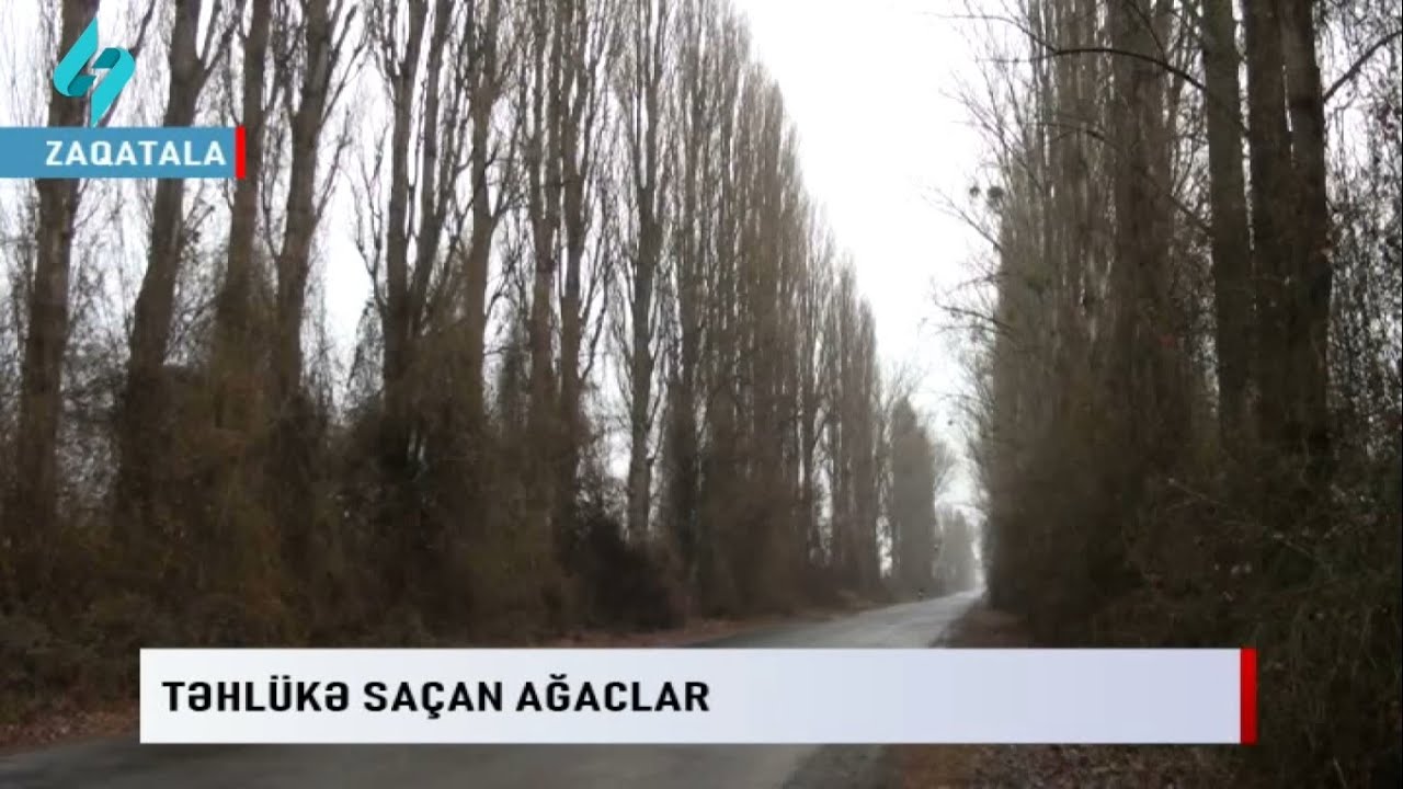 Tehluke sachan agaclar... | Kanal S Xeber @Kanal-S