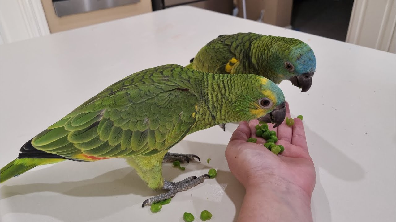 Amazon Parrots Munching On Fresh peas #parrots #viral 