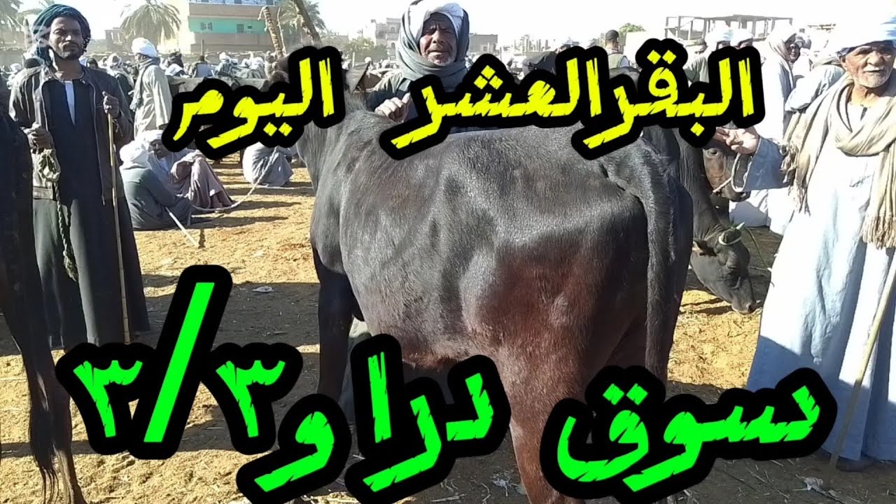#اسعارالبقرالعشر داخل سوق دراو ٣/٣