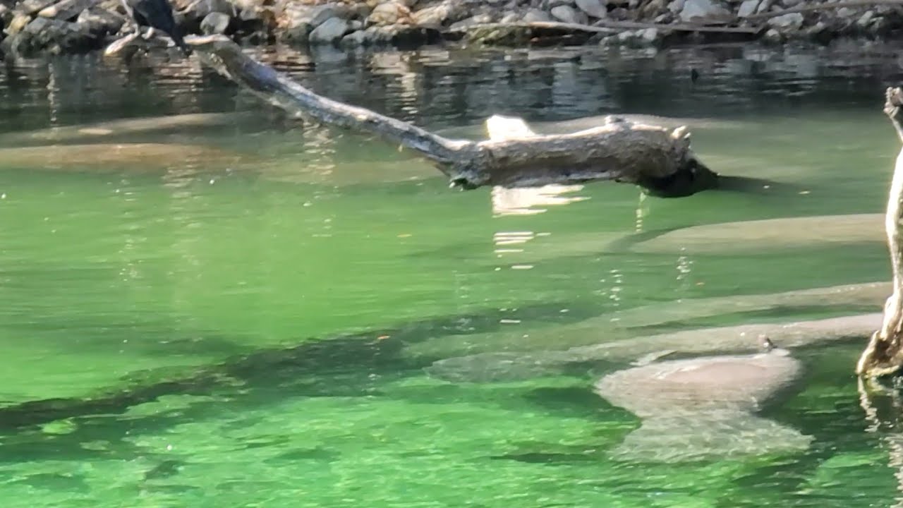 Need to relax? Watch this!