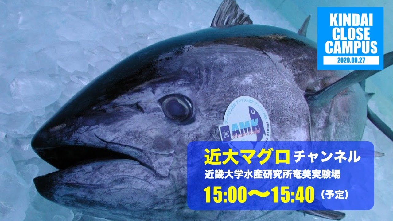 近大マグロの生け簀から生中継～2020.9.27～
