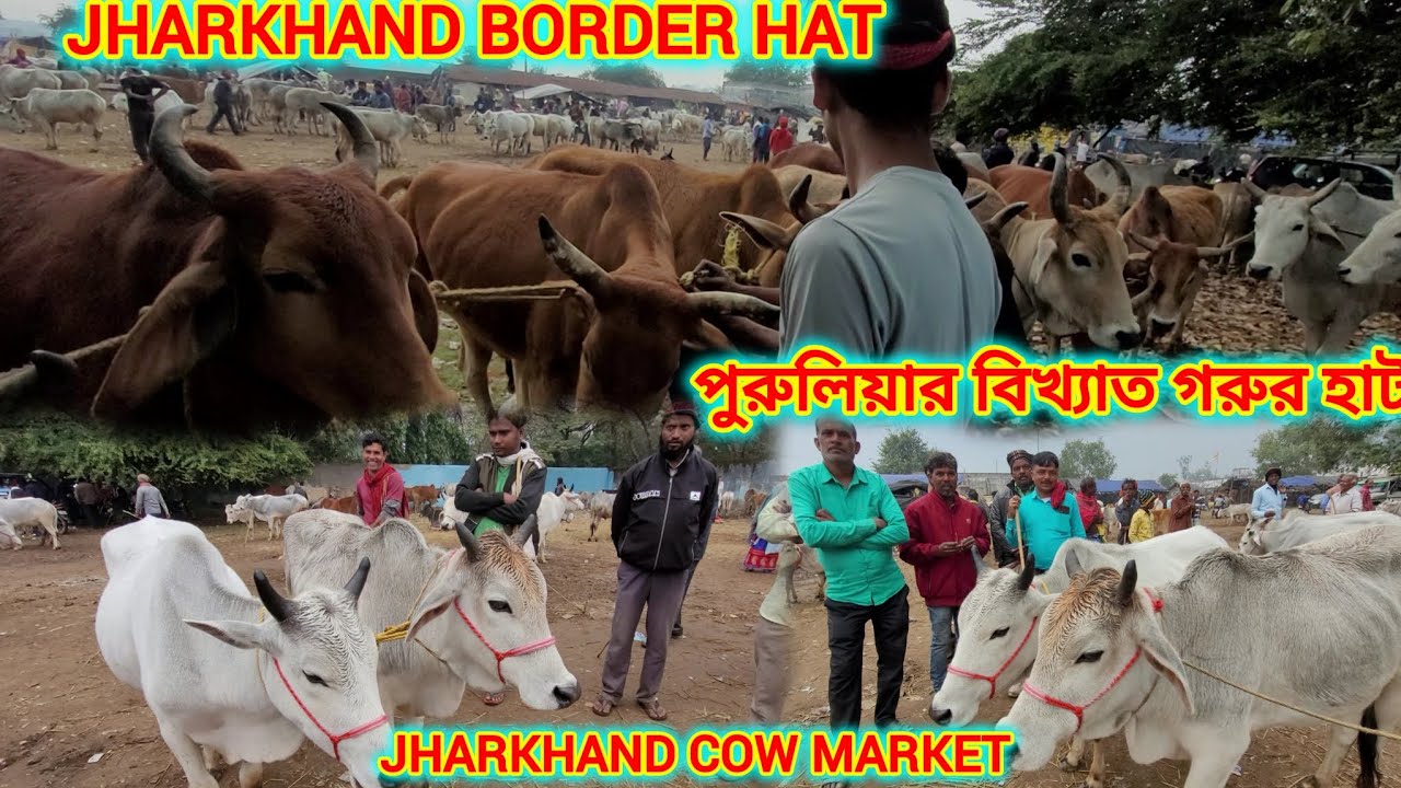 Purulia Cow Market Explore, 🐮🐮 Cow Market Review Jharkhand @Bharat Travel With Bharatiya Food