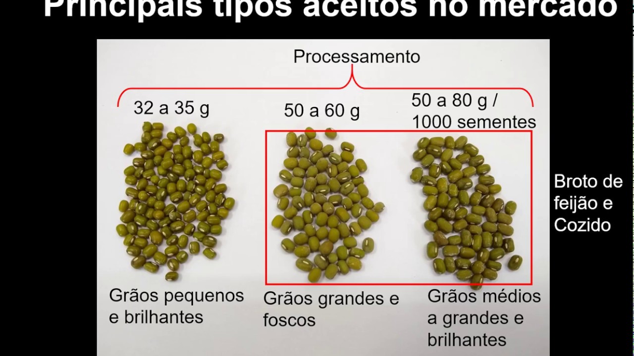 Cultivares de feij&atilde;o-mungo-verde