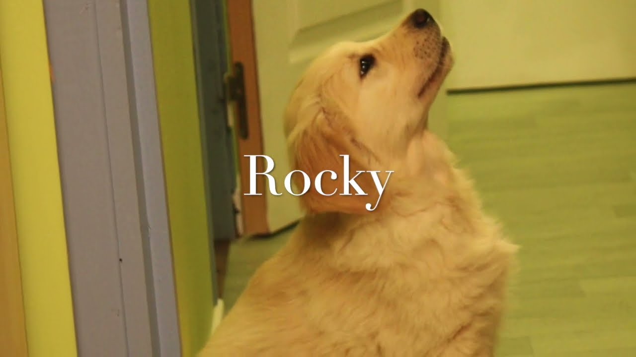GoodBye ROCKY. We will be missing U.