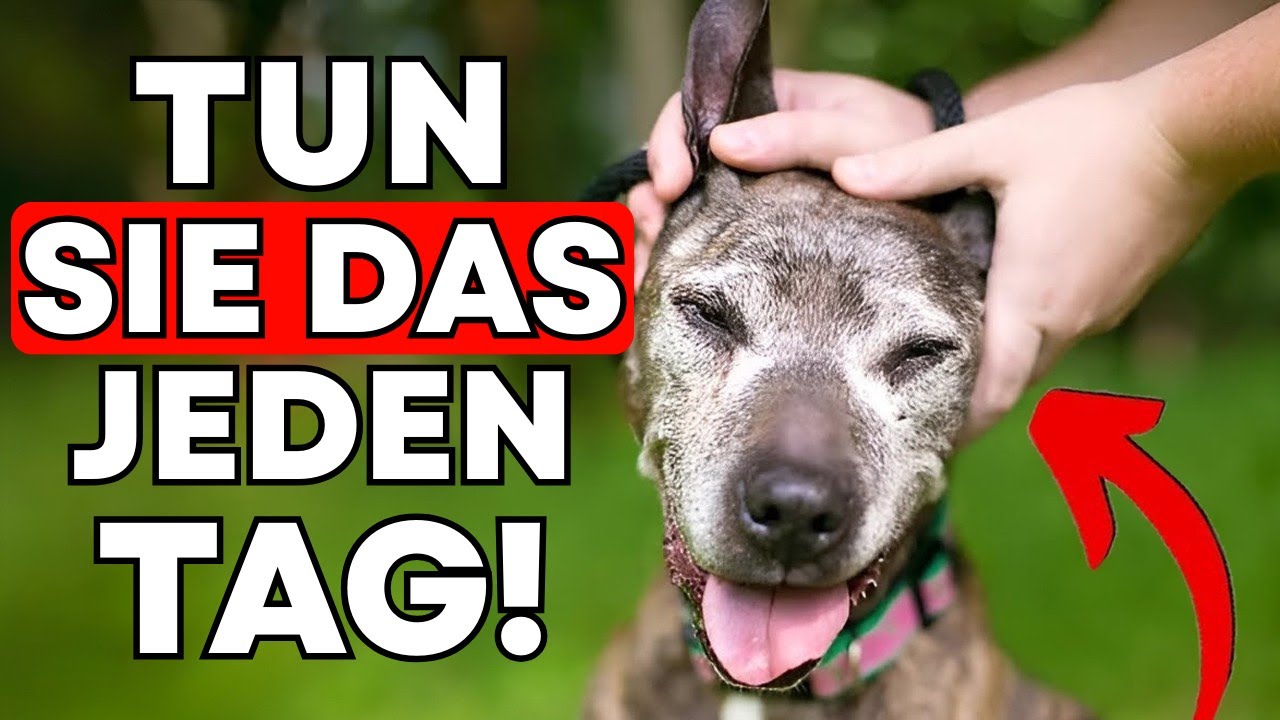 VERÄNDERN SIE DAS LEBEN IHRES HUNDES MIT DIESEN 12 GEHEIMEN TIPPS!