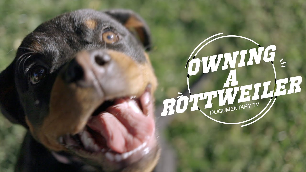 Rottweiler: Everything You Need to Know Before Getting One
