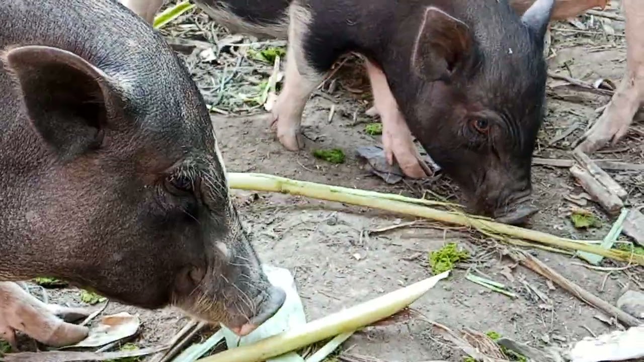Free Life style of wild pigs..they are all pregnancy..