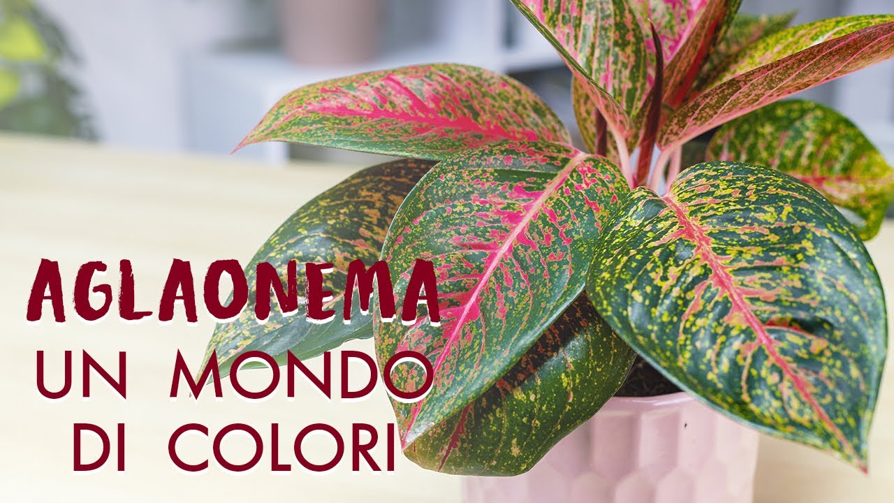 Aglaonema, come prendersi cura di un mondo di colori!