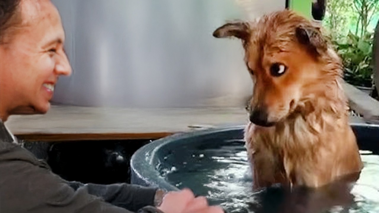 When Your Dog Can’t Hold His Emotions About Bath Time!