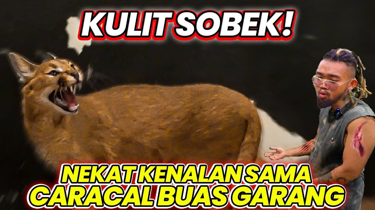 KULIT SOBEK! NEKAT KENALAN SAMA CARACAL BUAS GARANG #AudreyA #KINGOFTHEJUNGLE
