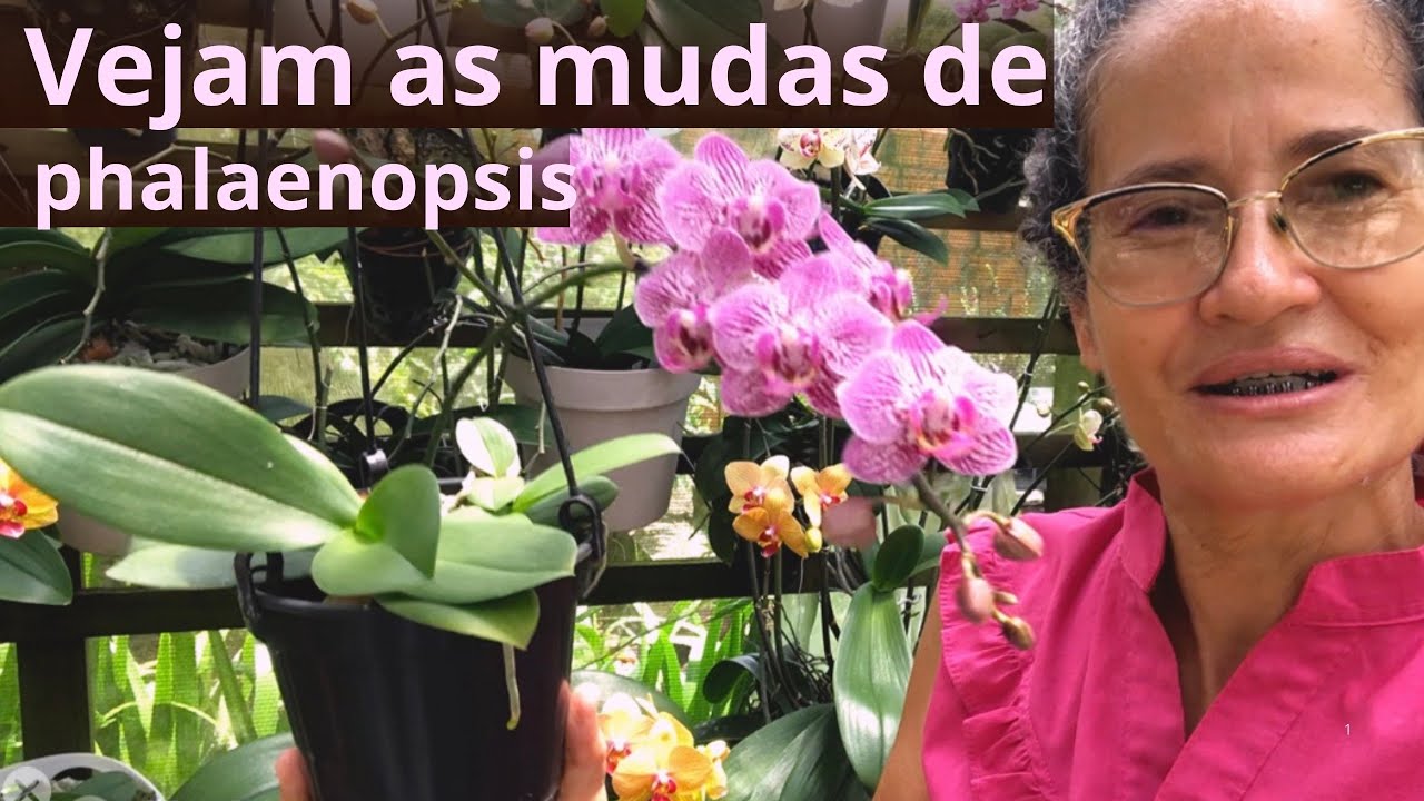 Como estão as mudinhas de Phalaenopsi?