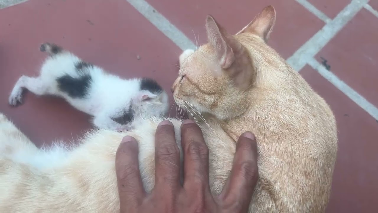 Pity Poor Kitten need help from mama cat for alive…