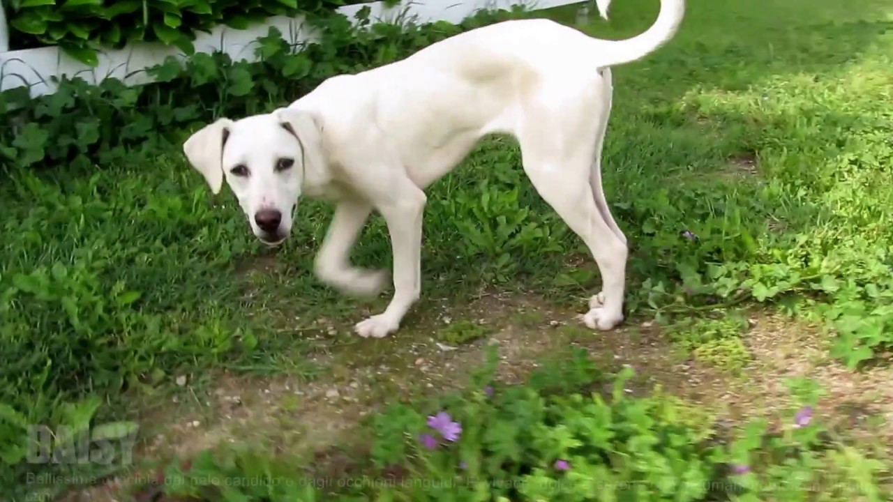 TUTTI CANI DA ADOTTARE! BY SQUADRA4ZAMPE