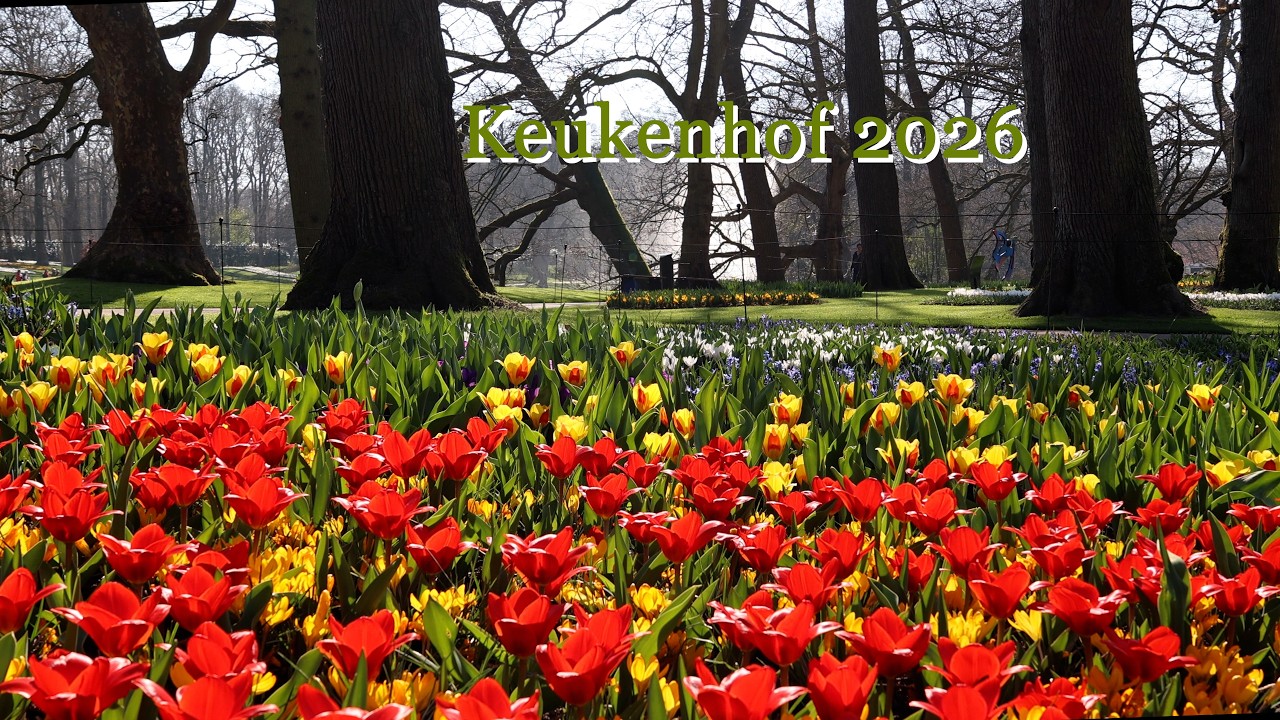 Keukenhof 2026 Open - Visit keukenhof on the first Opening Day of Year 2026, March 19 - 4K
