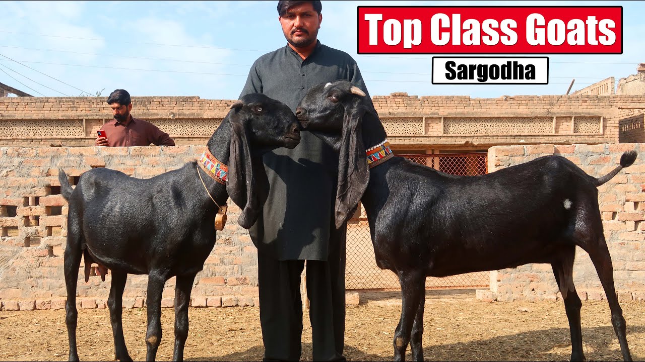 Top Class Beetal Goats Of Qaisar Bhai Sargodha 2025