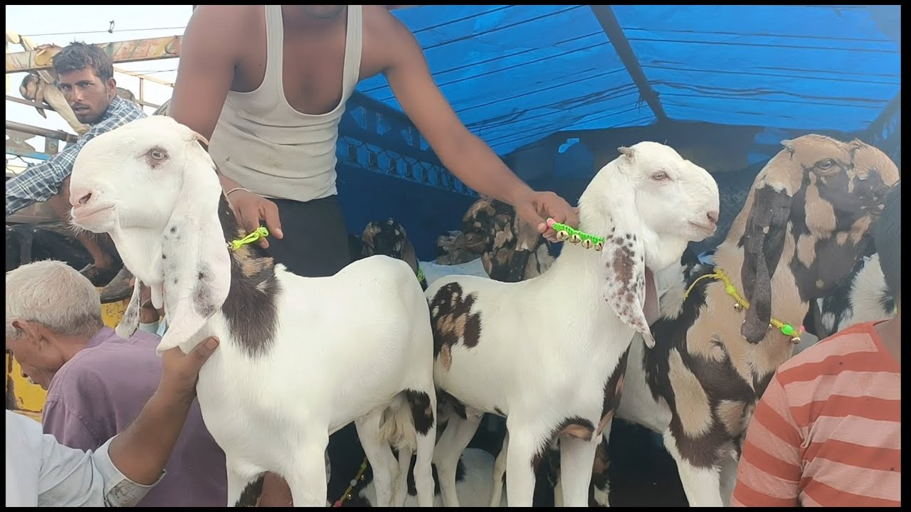 Balaheri bakra mandi live updet balaheri goat market cover with price 10 july 2023