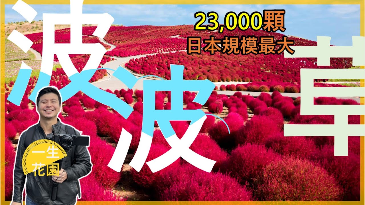 【日本系列2】日立國營海濱公園-波波草，位於東京近郊約2小時車程的日立公園，有著世界最大的啵啵草，每年10月中旬至11下旬，吸引數十萬遊客到訪。＃伊恩愛種花＃国営ひたち海浜公園