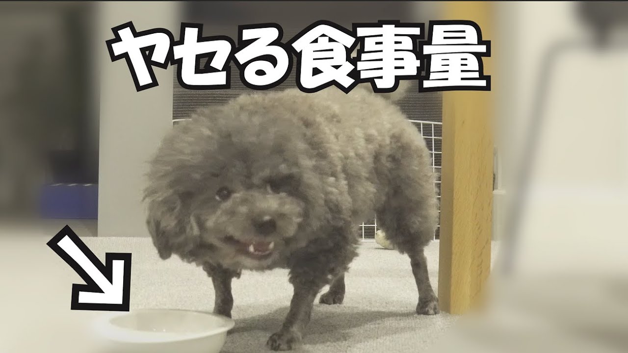 減量に成功した犬が食べていた1日の食事量がこちら