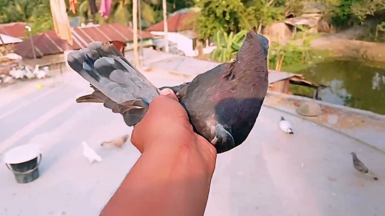 কবুতর গুলোর বাজি দেখানোর চেষ্টা...।