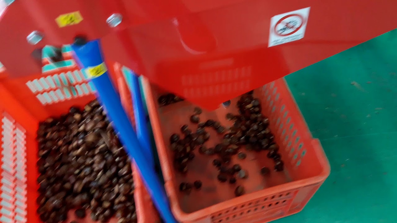 Cernitrice castagne selezionatrice