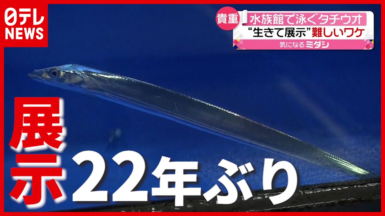 &ldquo;生きて展示&rdquo;難しいワケ&hellip;２２年ぶりに泳ぐ「タチウオ」が展示（2021年4月23日放送「news every.」より）