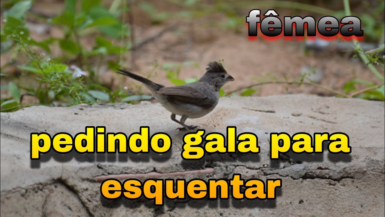 fêmea de Tico Tico rei cinza chamando para esquentar Maria fita ou cravina pedindo gala