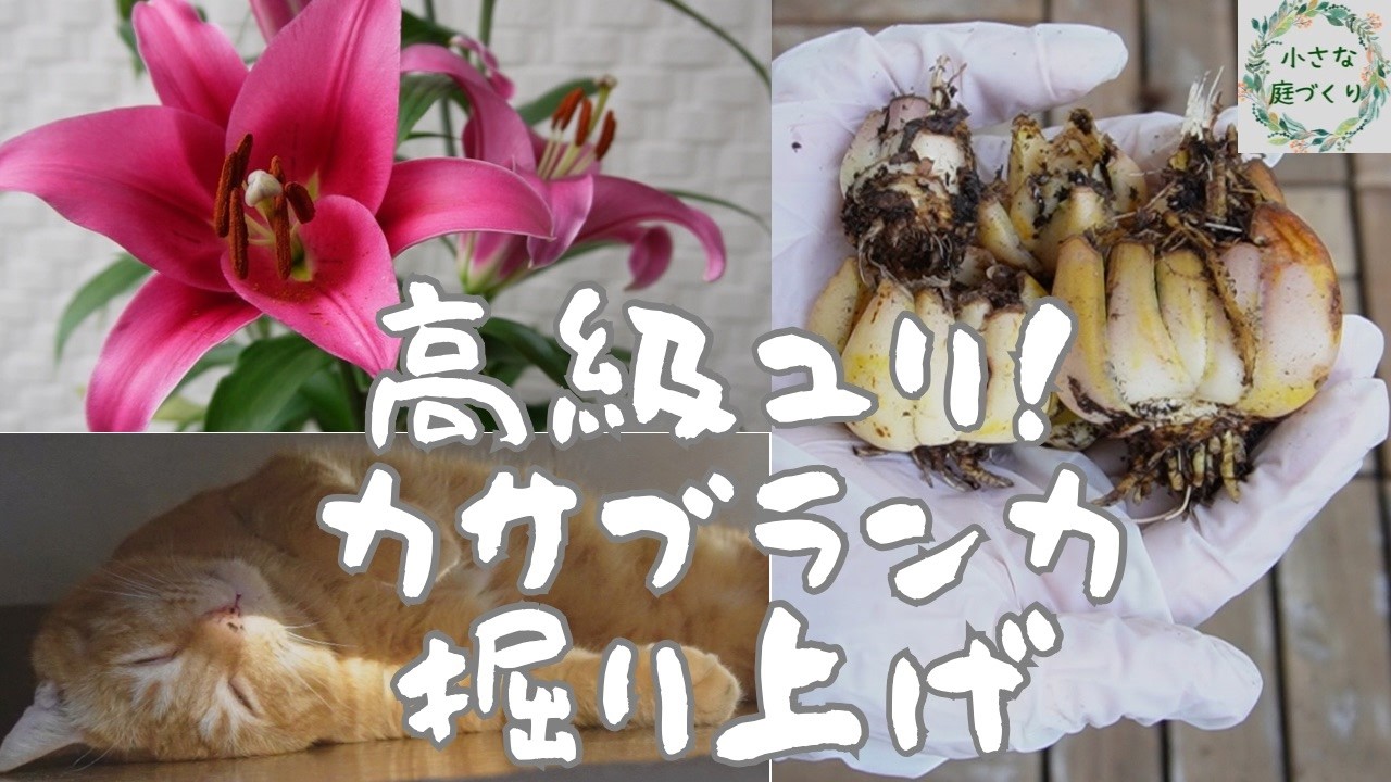 【禁断のカサブランカ乱れ咲き植え付け法後、掘り上げ】来年も沢山の花を咲かせるために