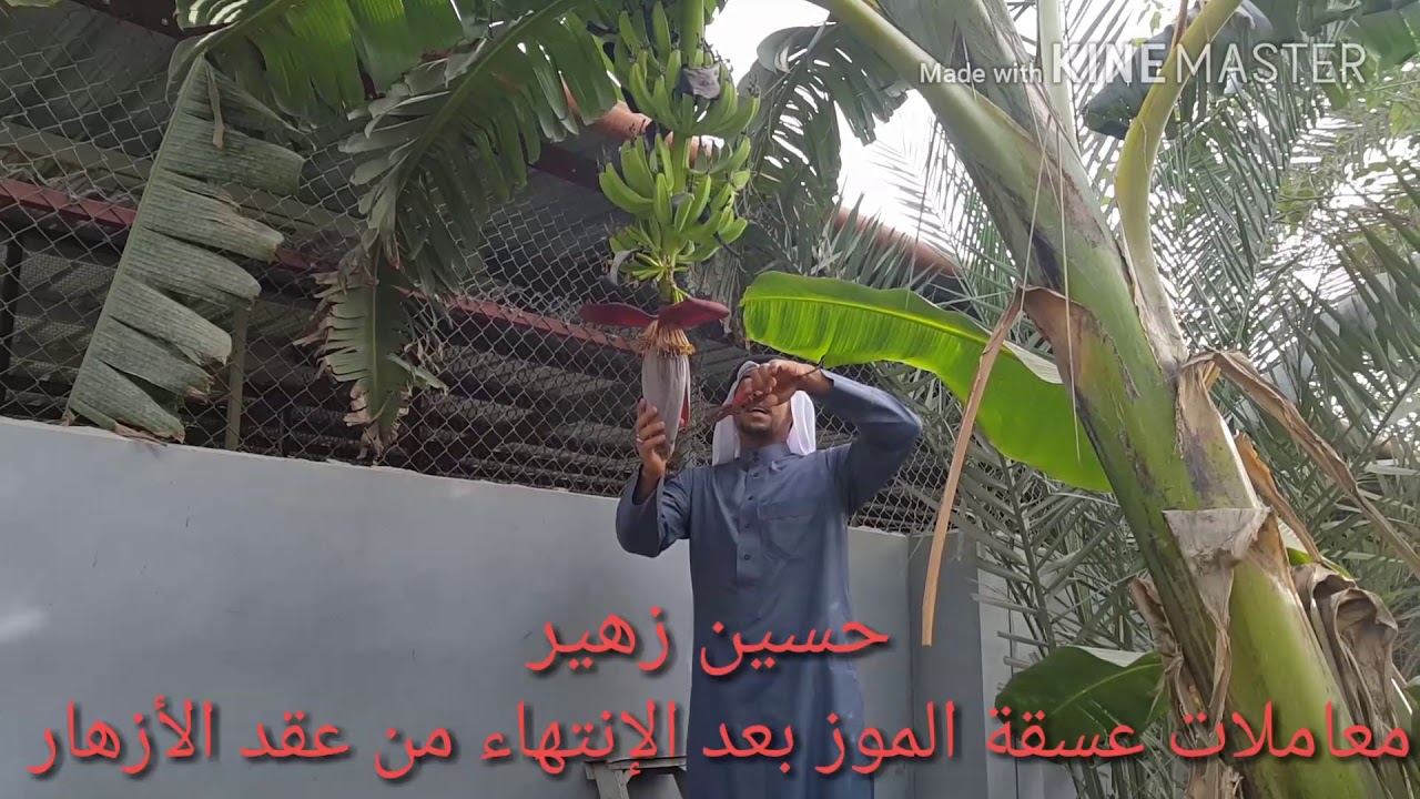 معاملات عسقة الموز بعد الإنتهاء من عقد الأزهار