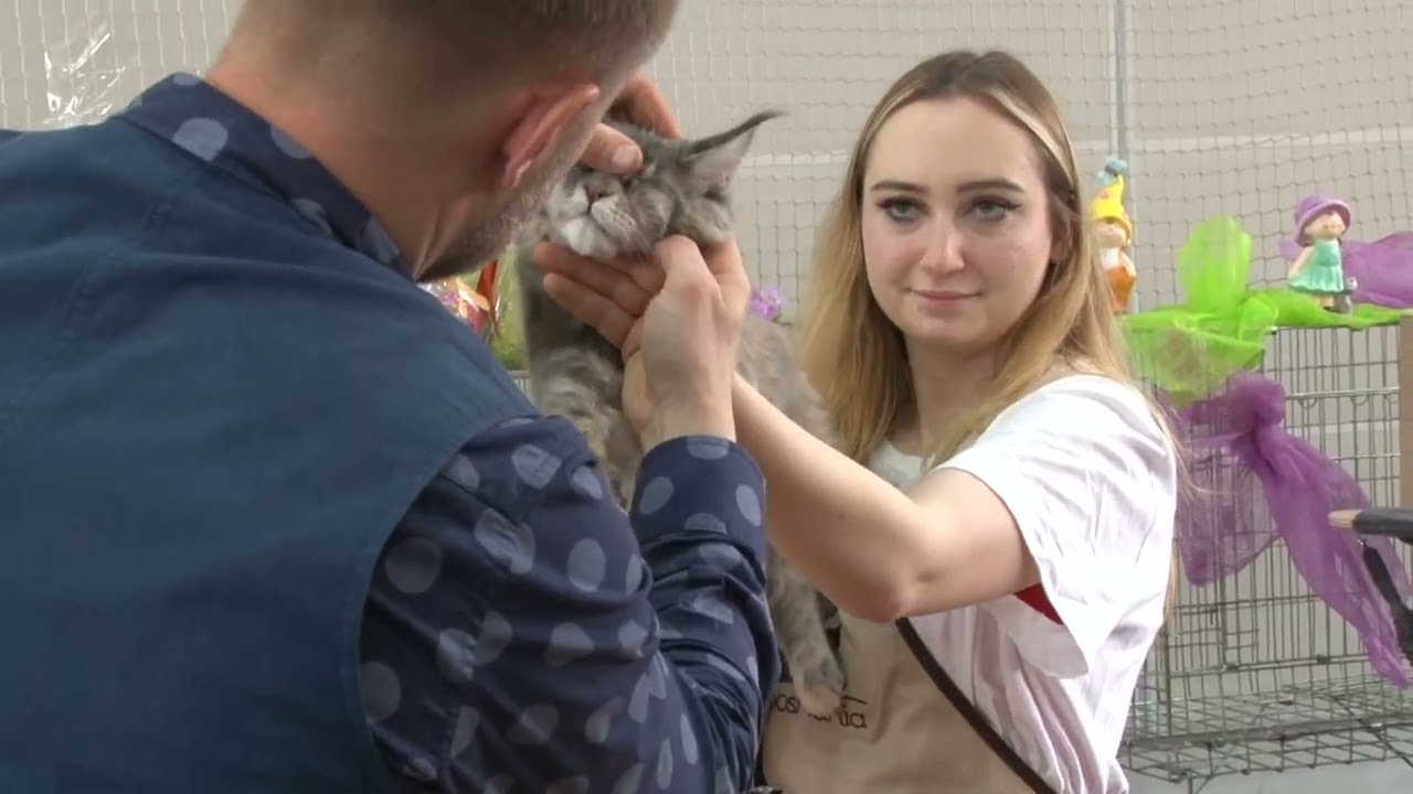 Psy, koty i my - Międzynarodowa Wystawa Kotów Rasowych