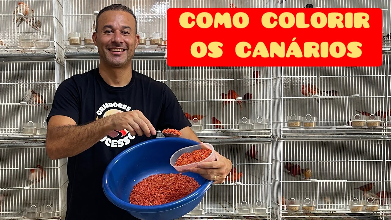 Como COLORIR os CANÁRIOS