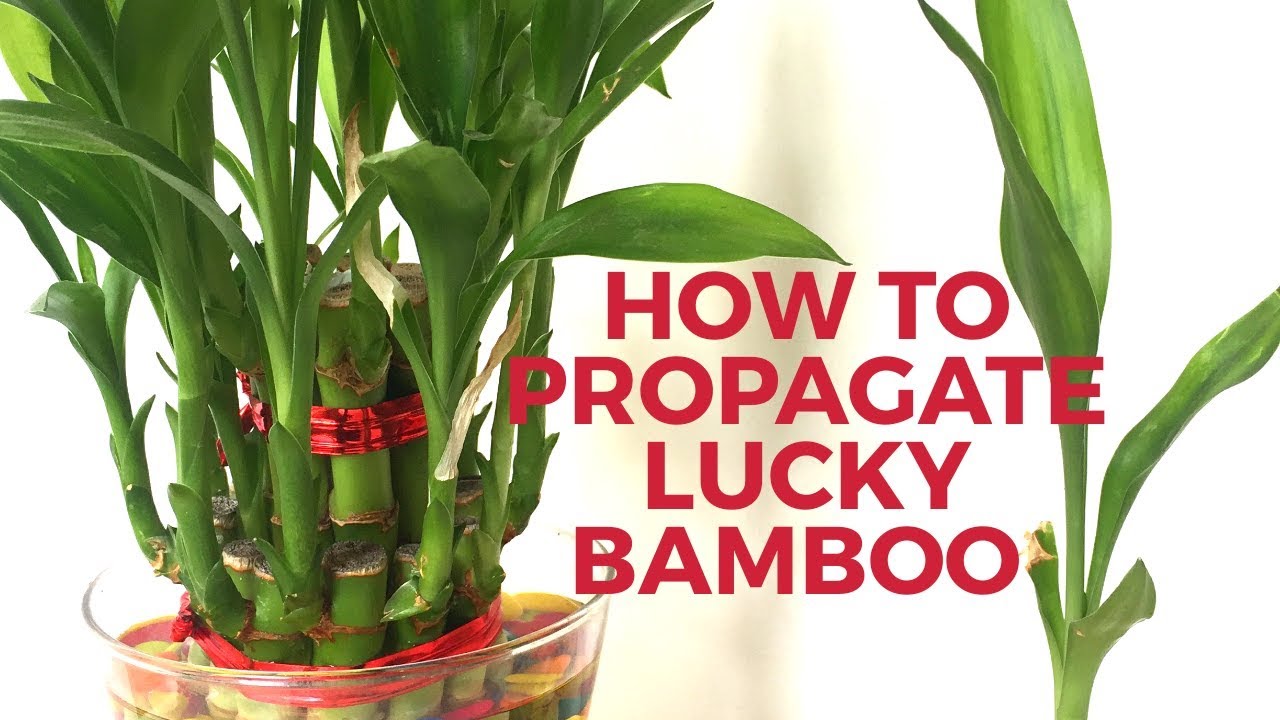 How to grow Lucky Bamboo from cuttings|| How to propagate Lucky Bamboo- Backyard Gardening