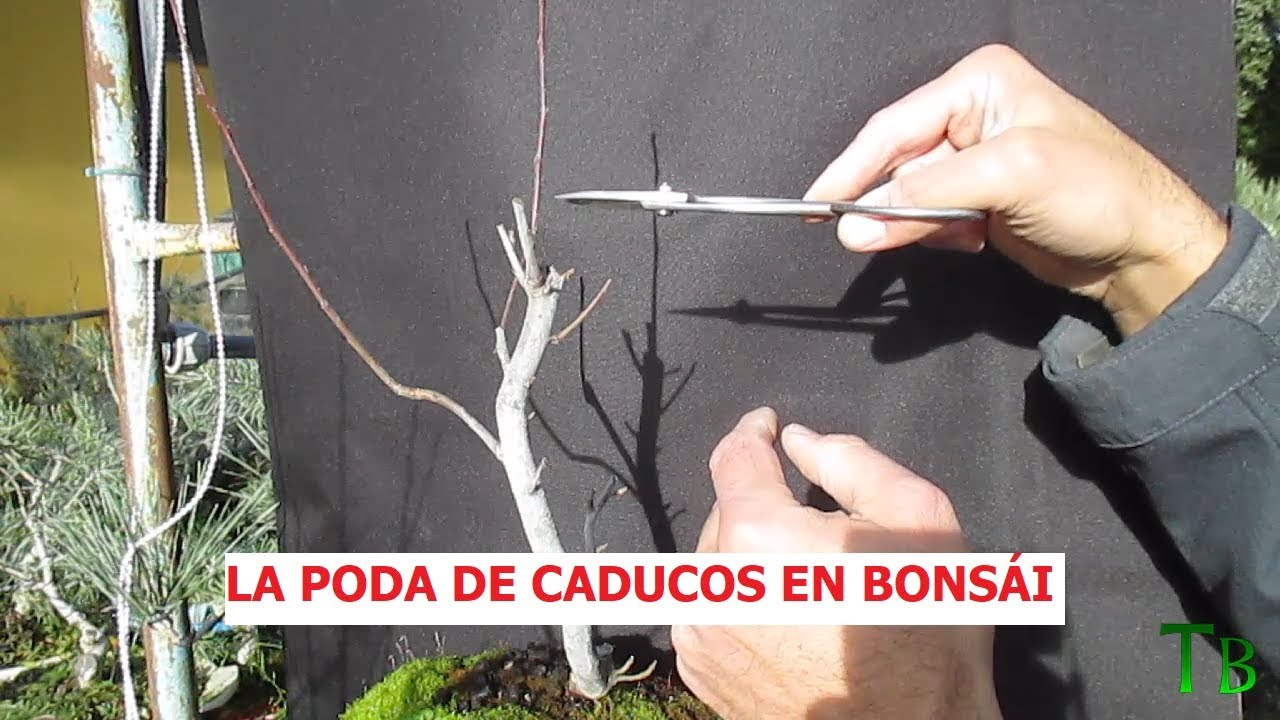 LA PODA DE CADUCOS EN BONSÁI ֍ CURSO BÁSICO DE BONSÁI